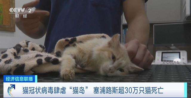 猫死亡