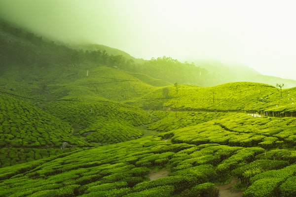 Lemon Verbena Tea