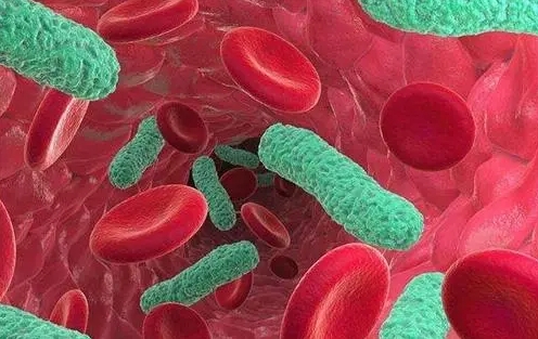 败血症是由细菌、真菌或病毒进入血液引起的