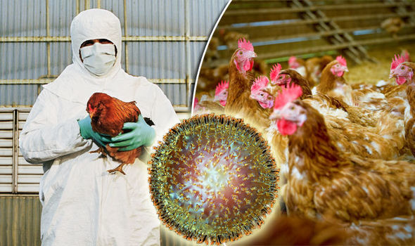 禽流感病毒的传播方式直接接触传播和消化道传播