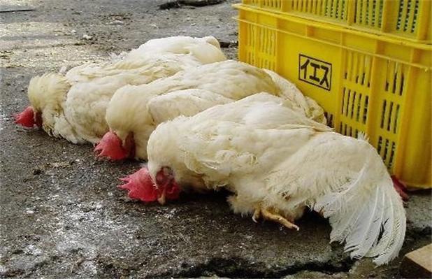 禽流感会传染给人类吗，跟患有禽流感的禽类接触会传染