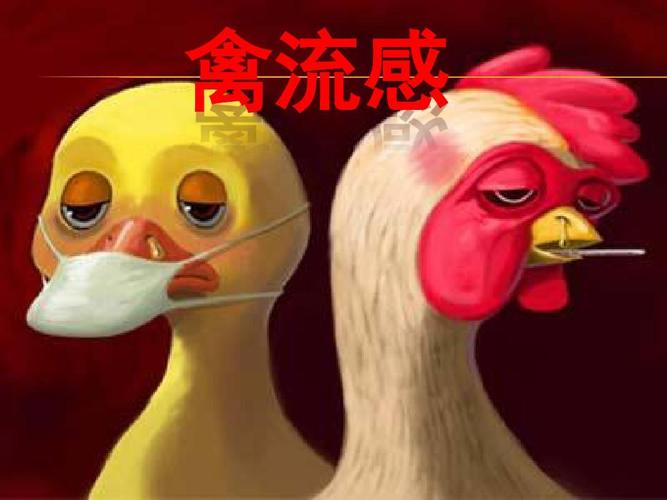 禽流感鸡的症状呼吸道感染/消化道感染/羽毛改变