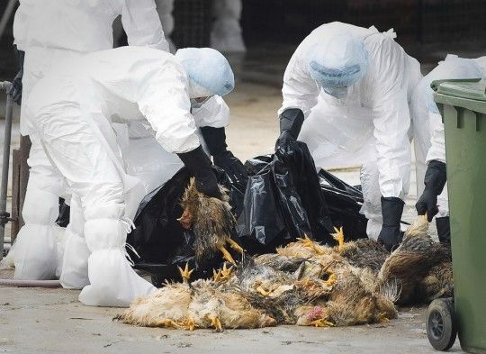 禽流感是哪一年发生的(1997年在香港爆发禽流感)