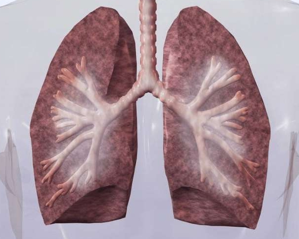 肺部疾病并发右心衰竭的主要机制为，肺血管阻力增加导致右心负荷加重
