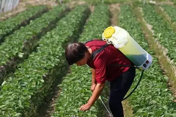 未去除农药的蔬菜