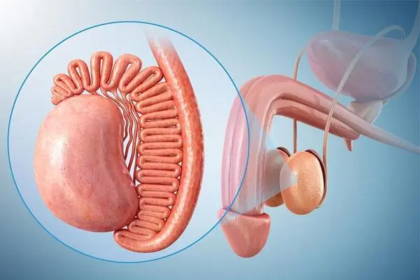 睾丸畸形影响生育吗，可能会产生一定的影响