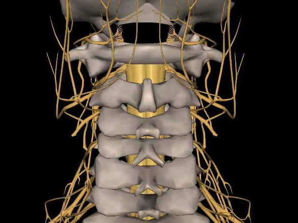 脊髓损伤的神经平面是指，脊髓发生机械性创伤