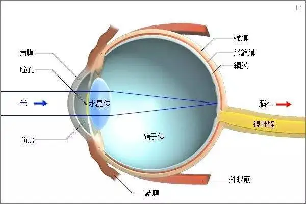 黄斑病变症状，视力模糊/中央视野丢失和形成死角、