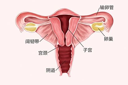 女性膀胱颈梗阻，一种常见的妇科疾病