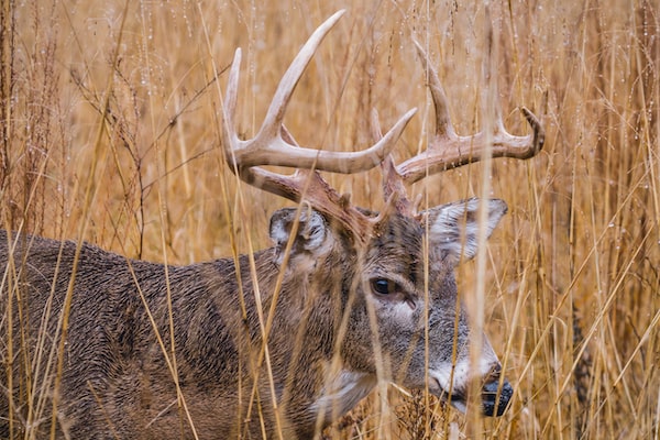 Deer and liquor