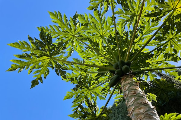 Papaya