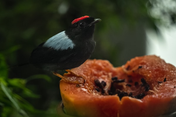 papaya